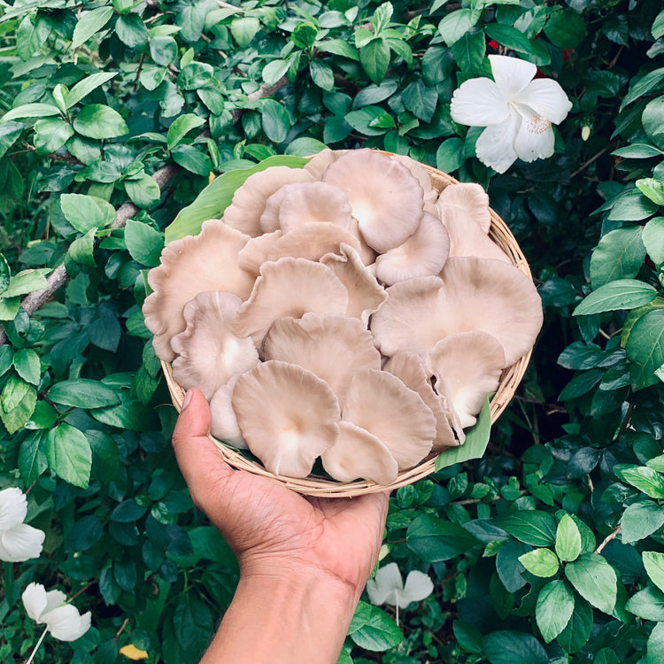 Shroomin'