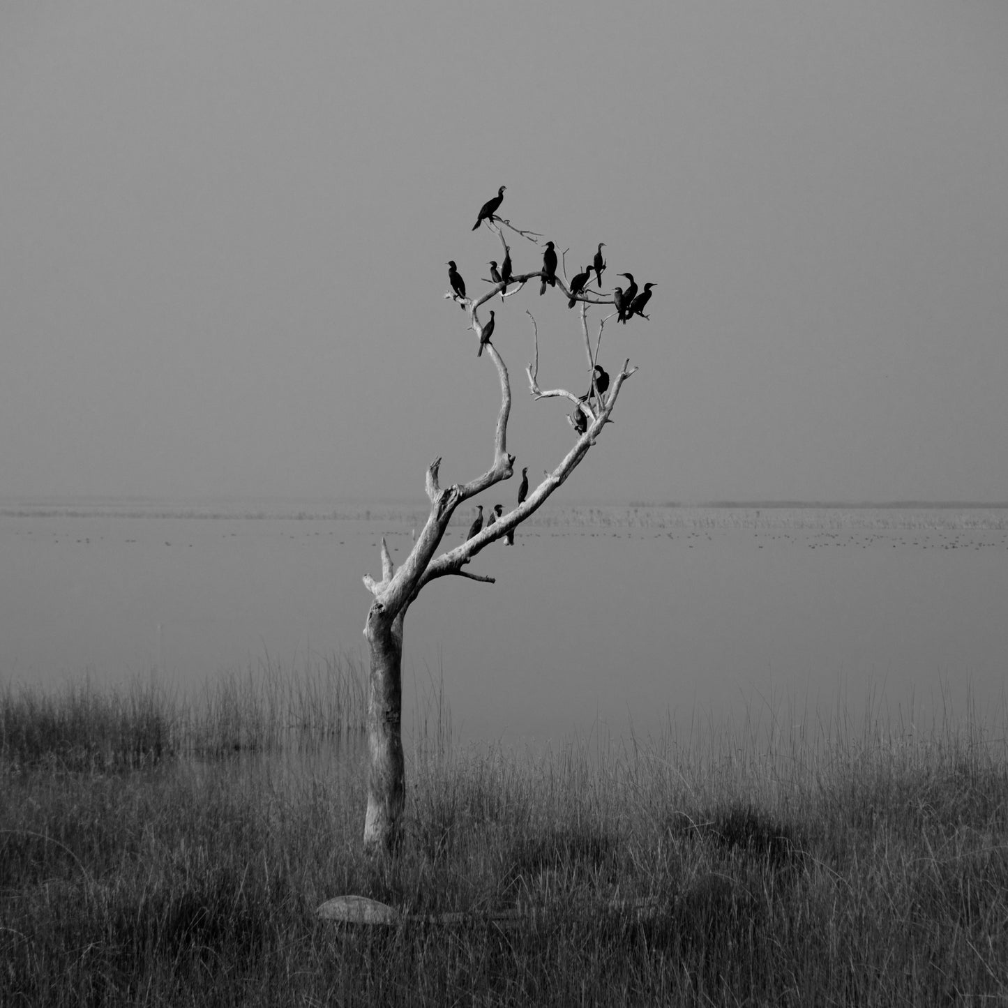 A gathering of ghosts on a dying tree