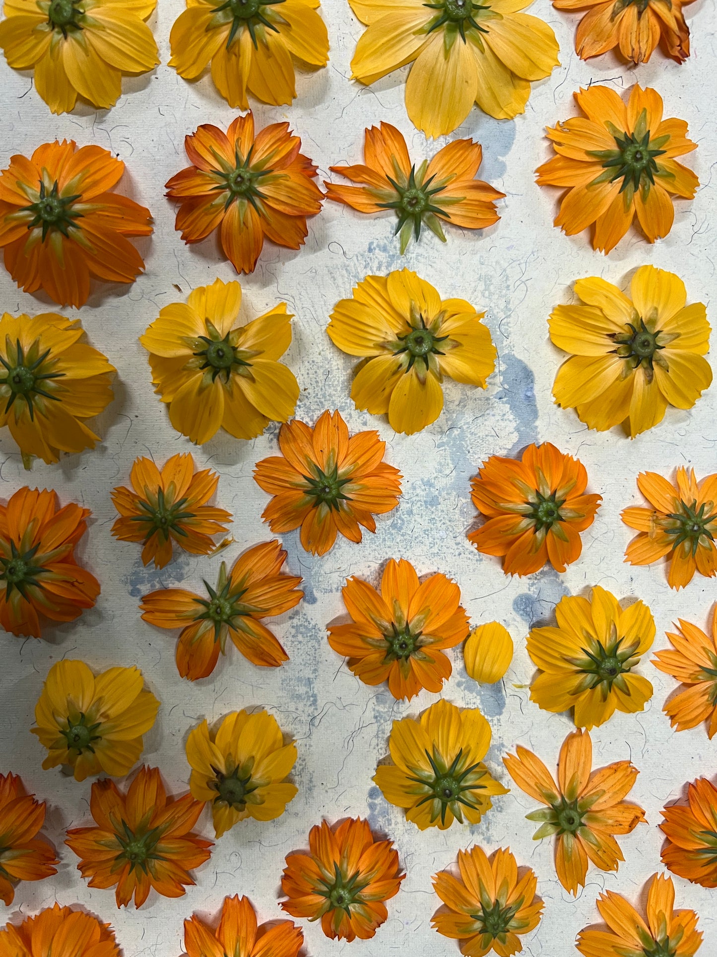Meadow Memory Shorts