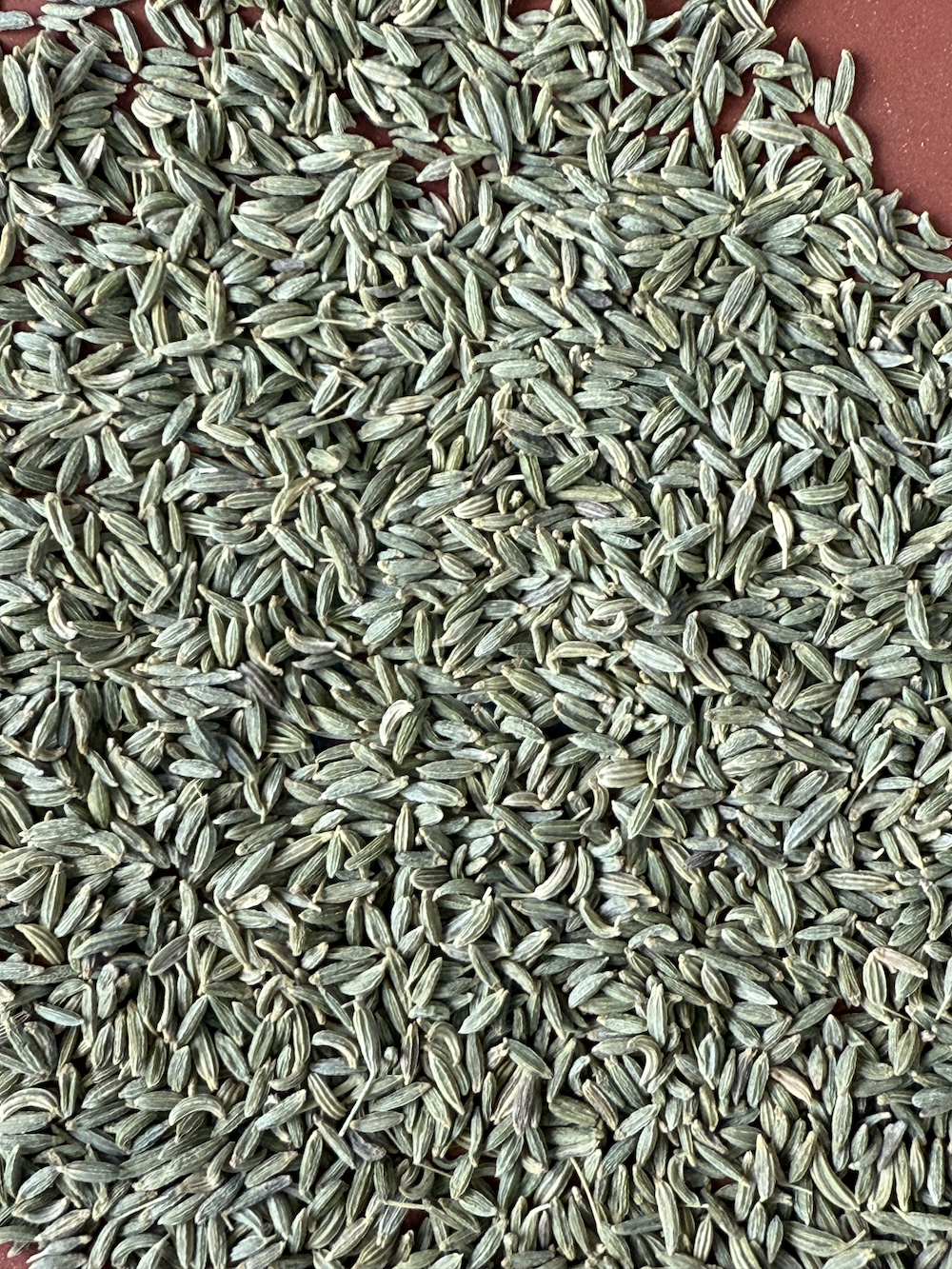 Whole Fennel