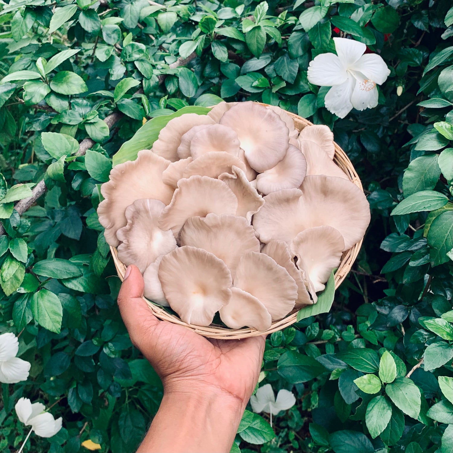 Shroomin'
