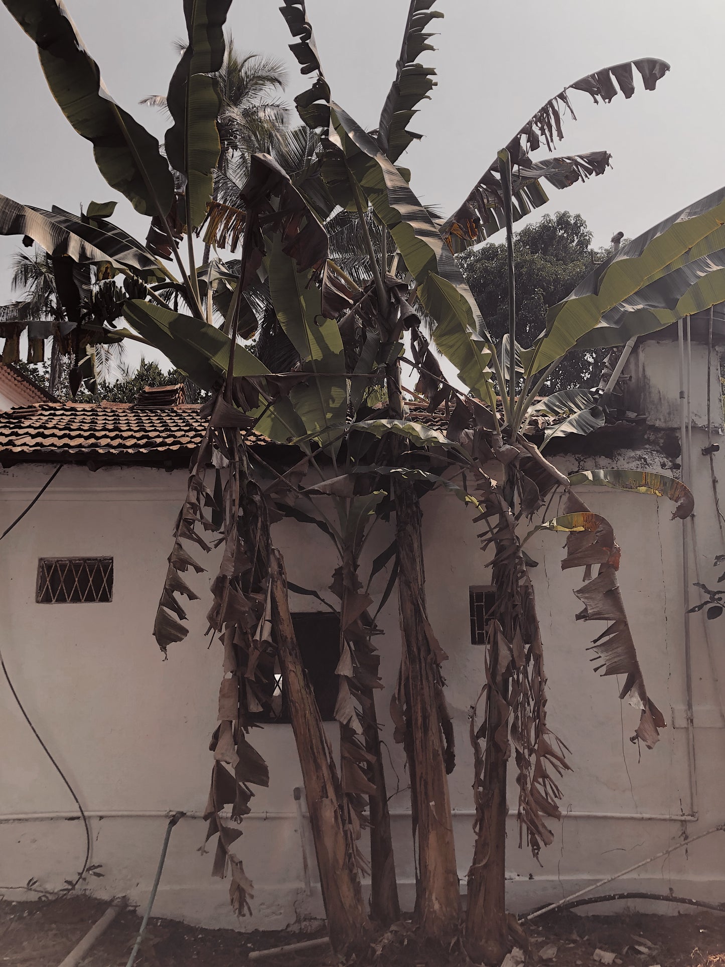 Goa Series: Bananas trees