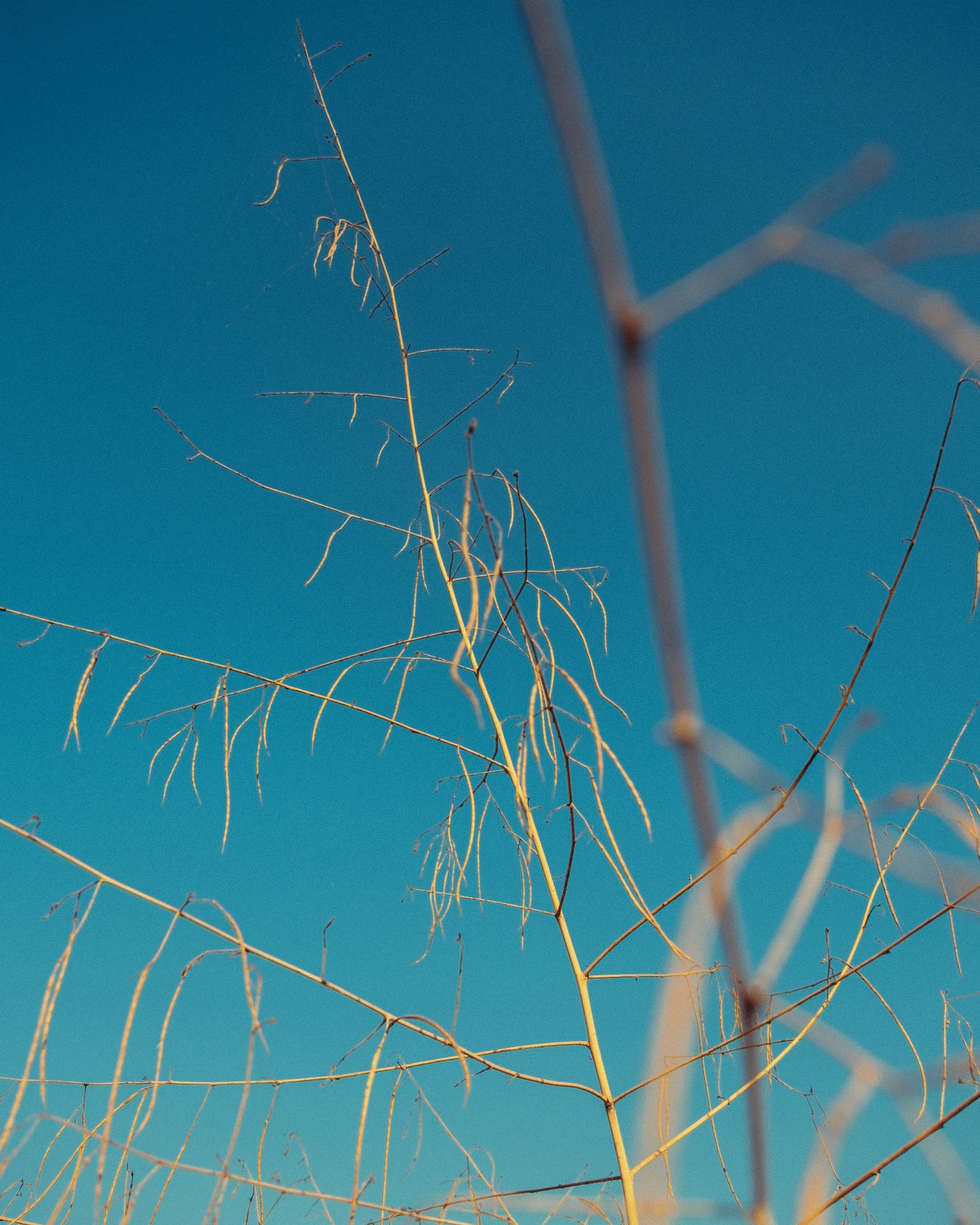 The Bones of Summer