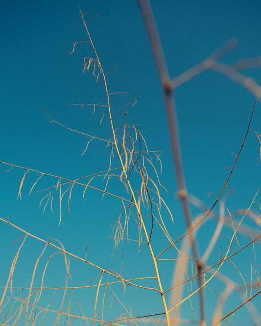 The Bones of Summer