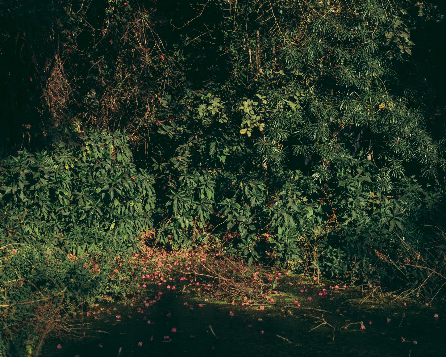Where the Flowers fell