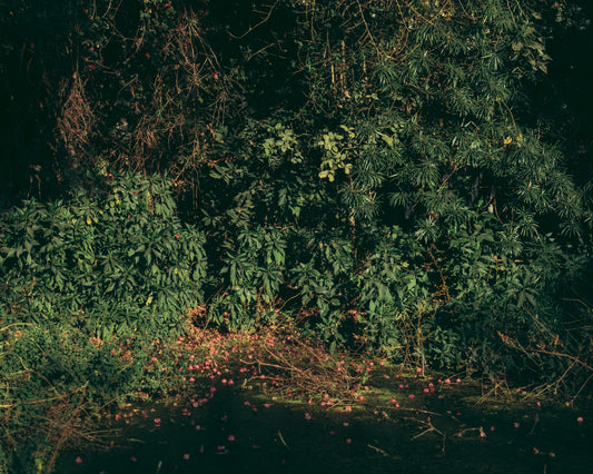 Where the Flowers fell