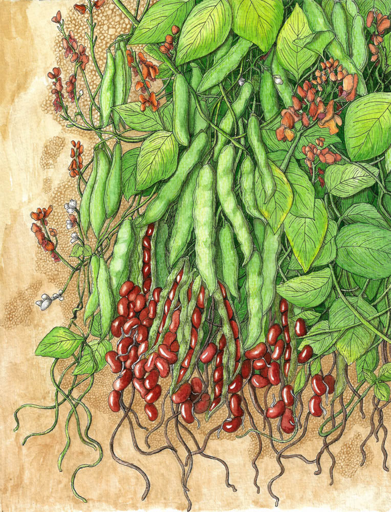 Art For Your Kitchen | Rajma