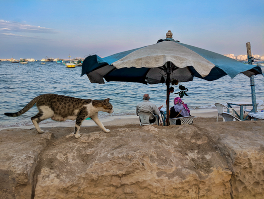 Shoreline Companions