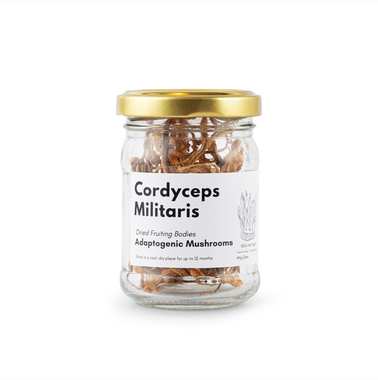 Cordyceps Militaris Fruiting Bodies