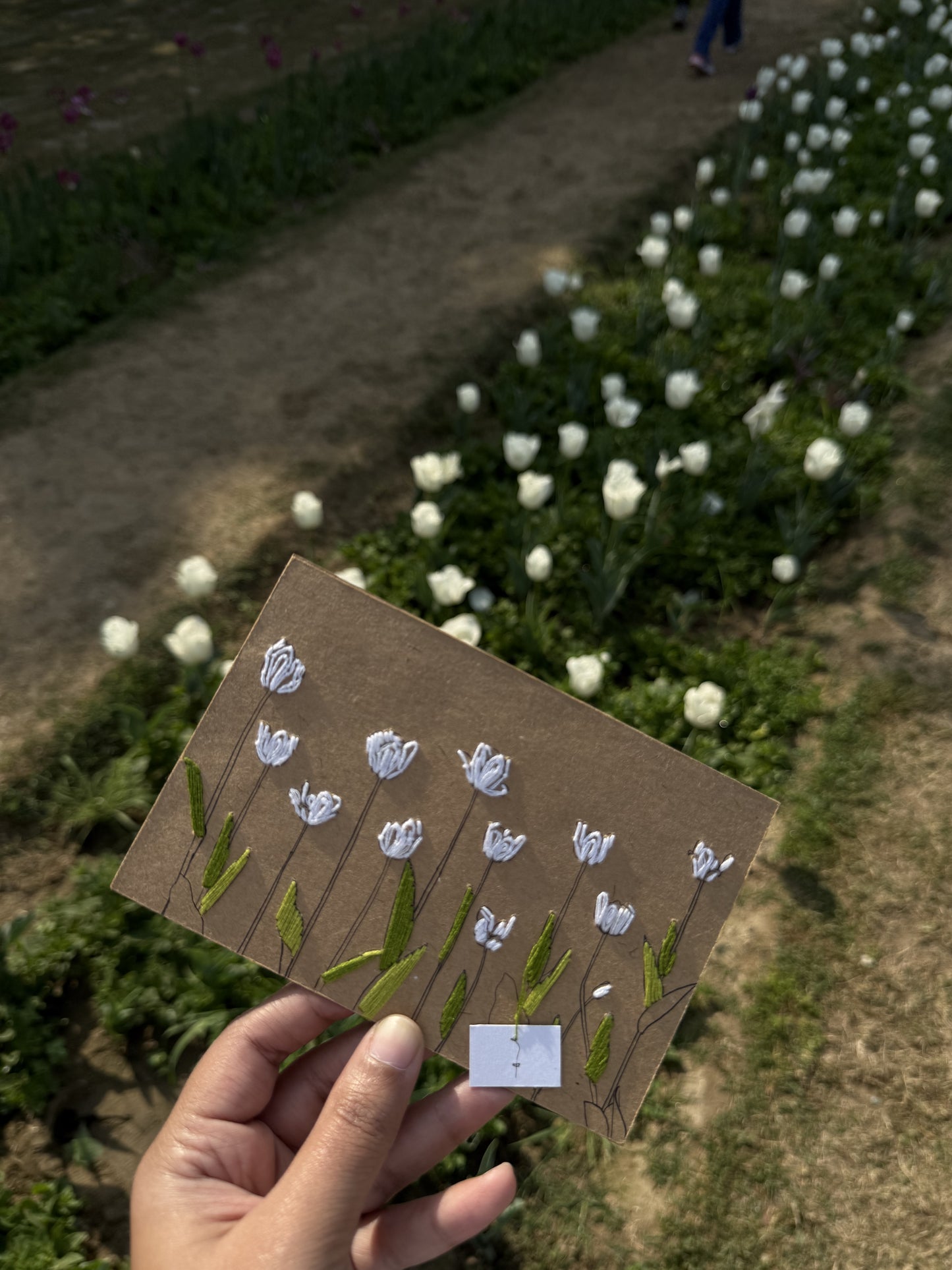 Tulips
