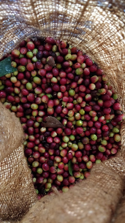 JAIVIK GREENS SIGNATURE ROAST- 100% ARABICA FILTER