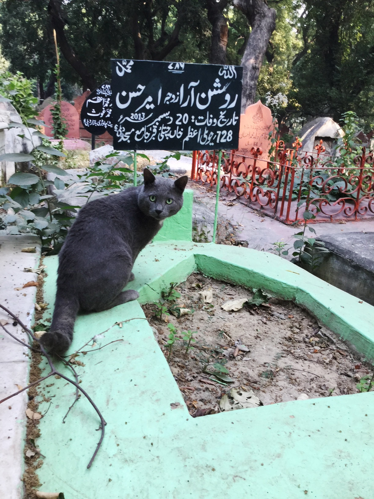 CAT CARETAKER - NEW DELHI 2018